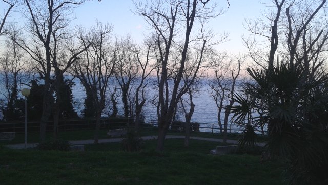 Alberi e il mare