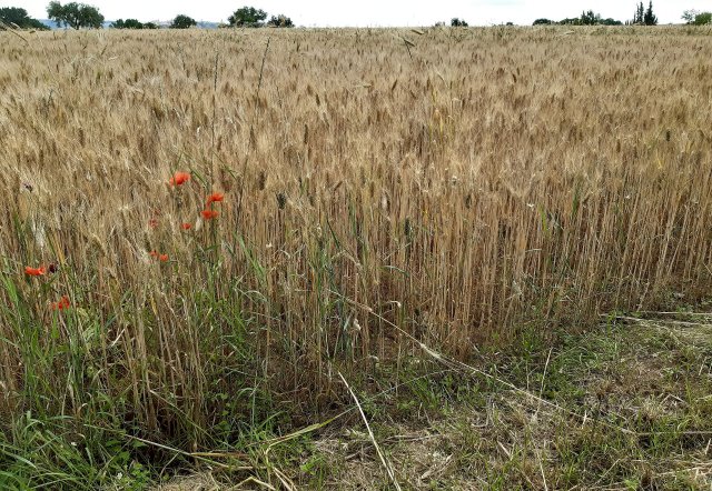 Campo di grano 2020