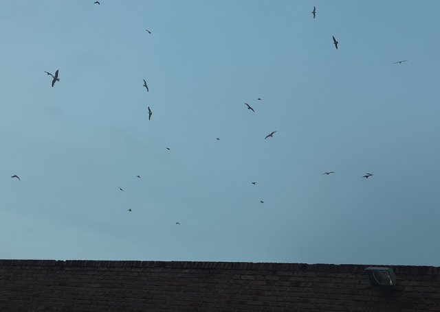 Gabbiani in volo 1 2021
